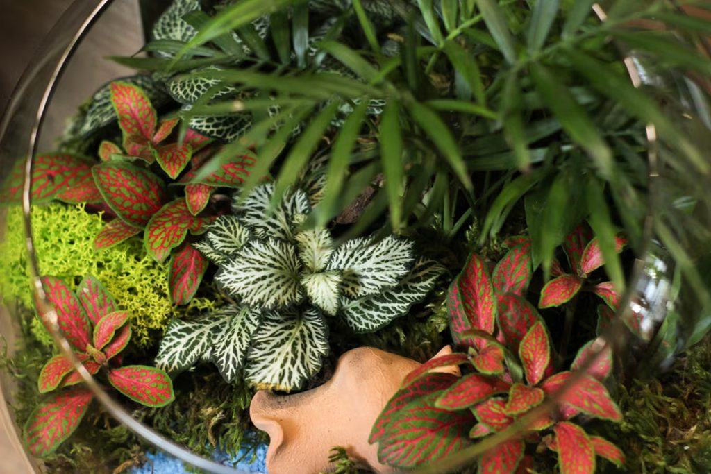 Best Plants for Closed Terrariums