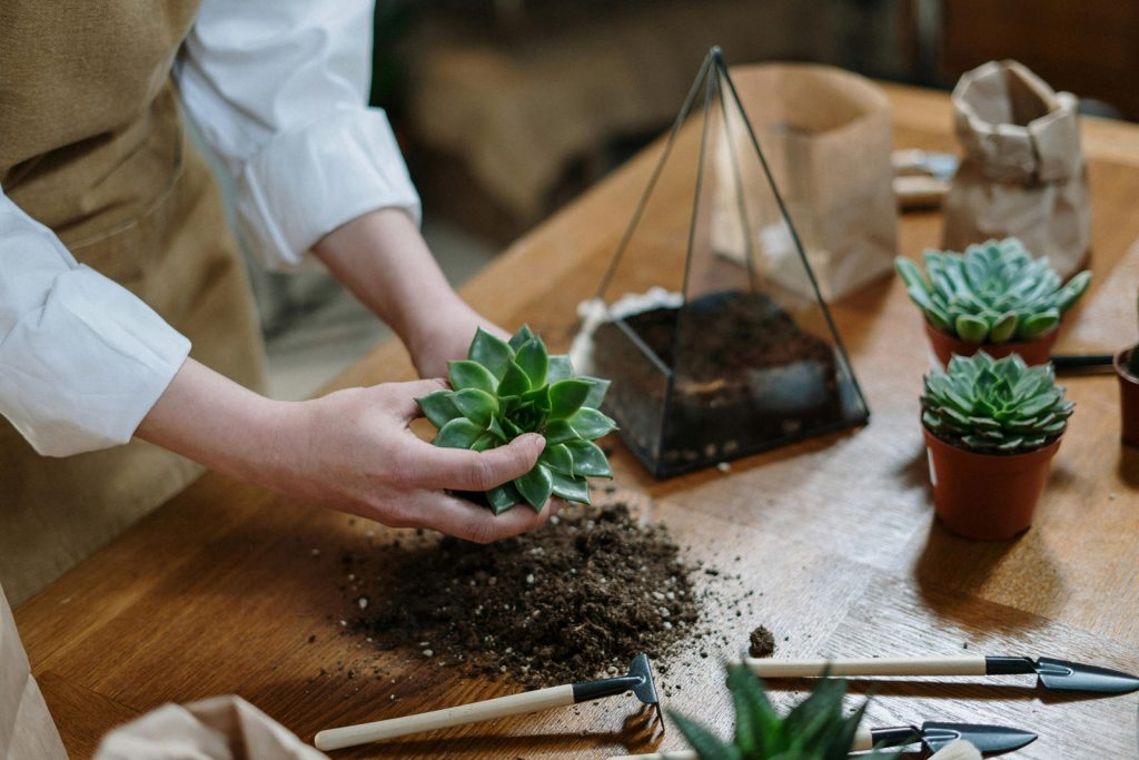 Terrarium Soil and What is the Best Soil for a Terrarium?